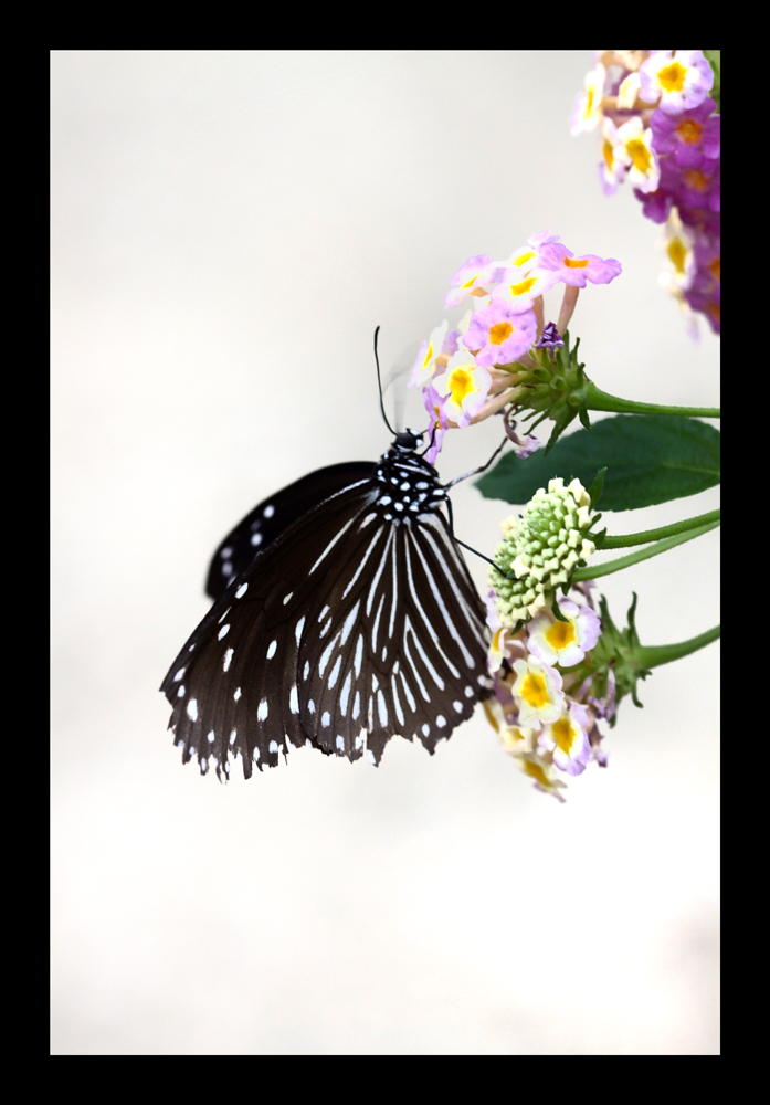 My first shot of Butterfly