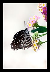 My first shot of Butterfly