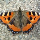 My First Small Tortoiseshell 2006