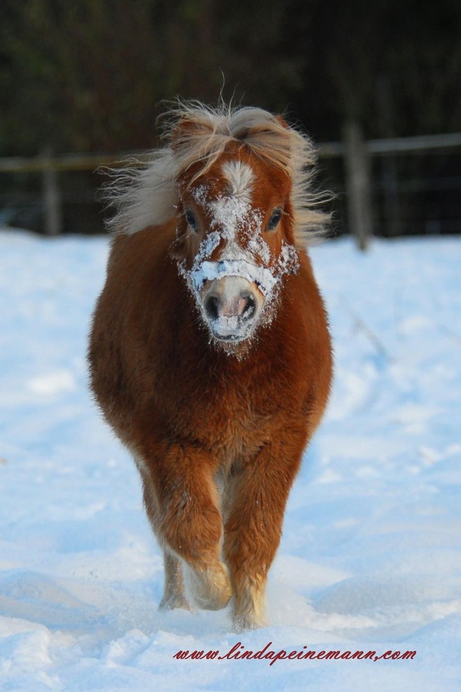 My first Snow - Ich bin 6 Monate Alt.