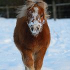 My first Snow - Ich bin 6 Monate Alt.