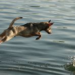 My Flying Dog :-)