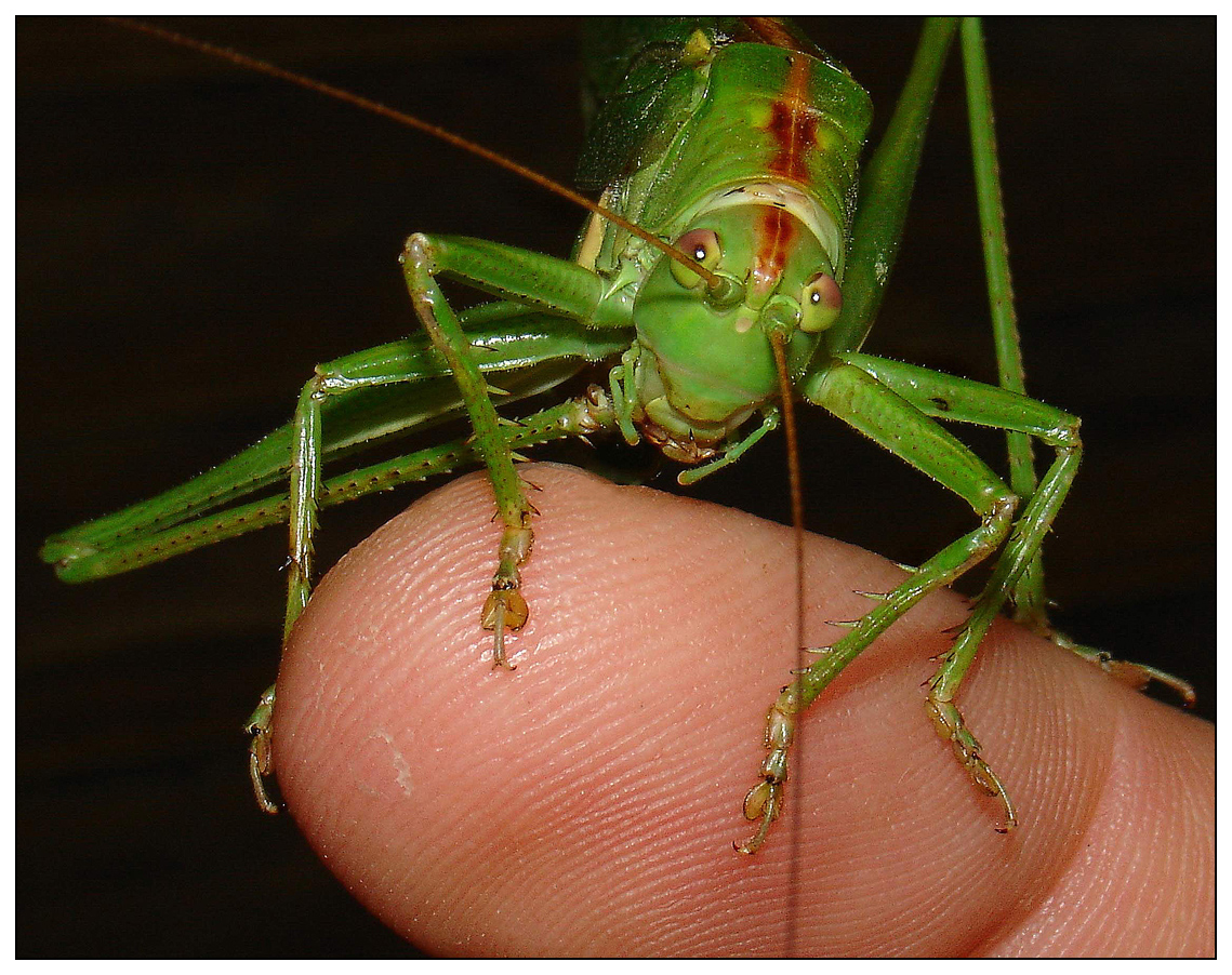 My Friend On My Finger