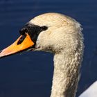 My Friend Swan