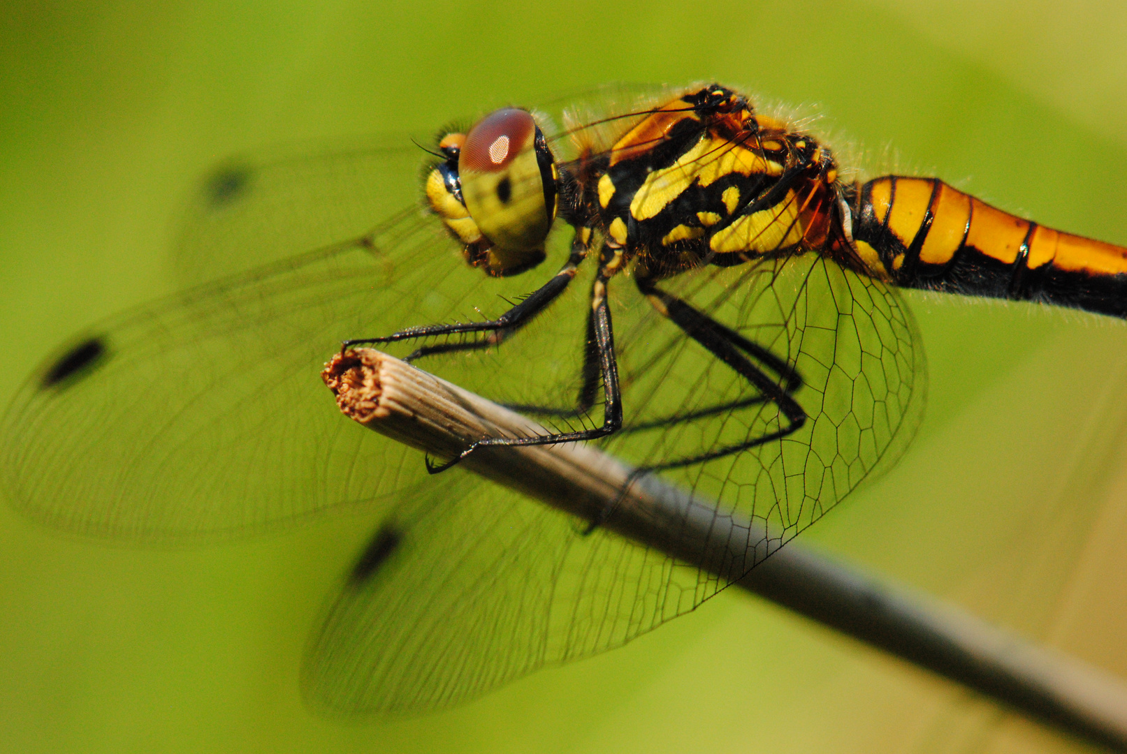 ~ My Friend ~ (Sympetrum danae, w)