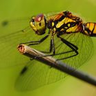 ~ My Friend ~ (Sympetrum danae, w)