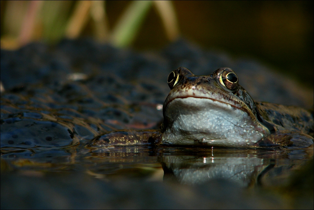 my friend the frog