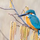 My friend the Kingfisher