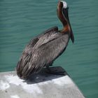 My Friend the Pelican