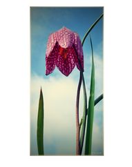 my Fritillaria