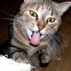 My funny cat Tosya