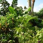 My Garden