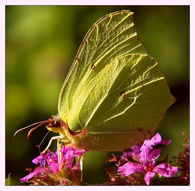 My garden is a wonderland II   /   Zitronenfalter