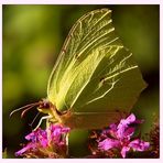 My garden is a wonderland II   /   Zitronenfalter