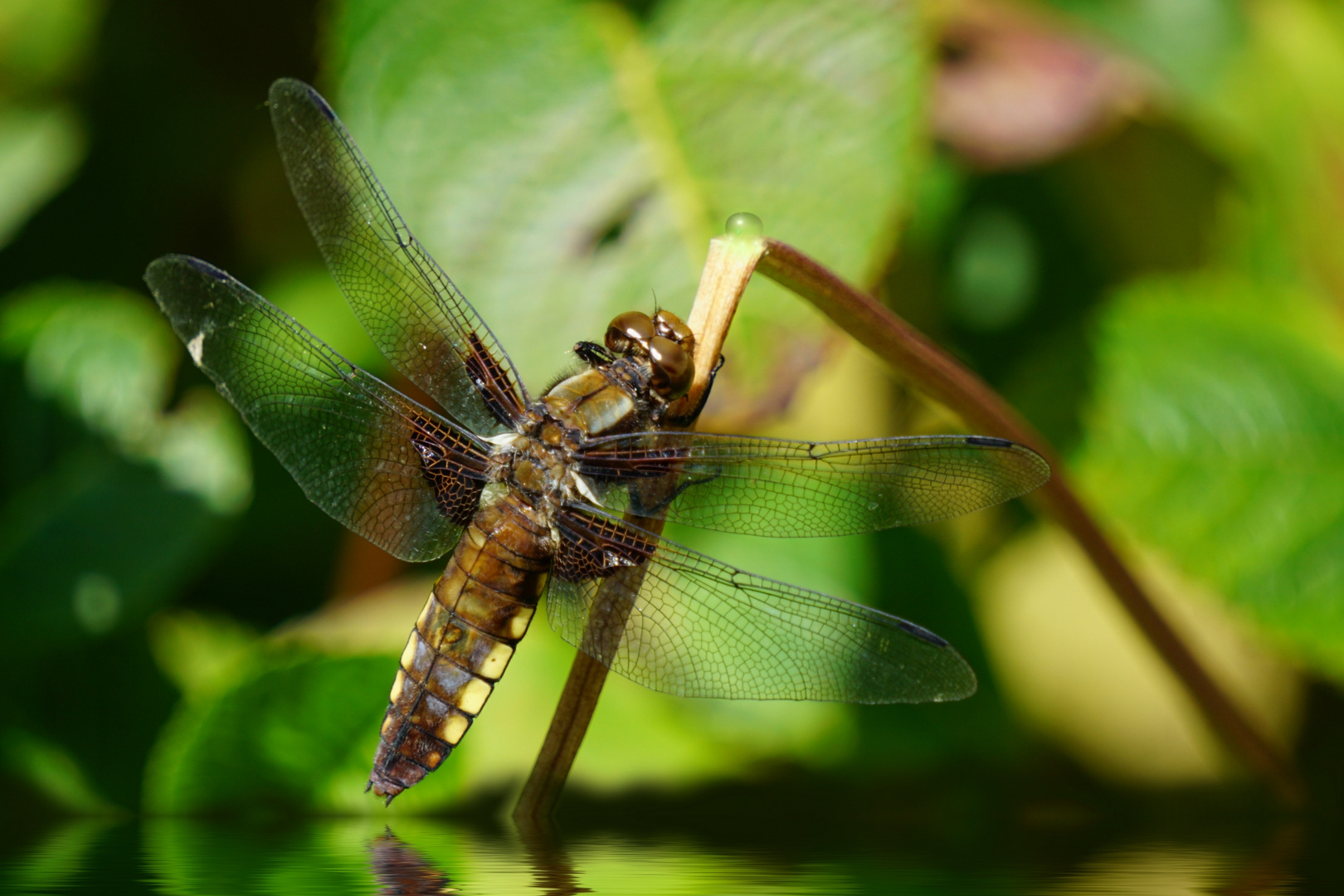 @My Garden (Libelle)