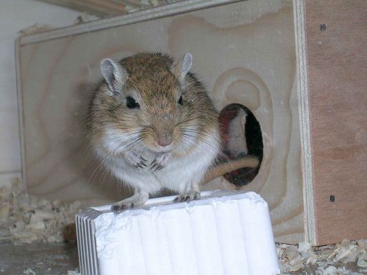 my gerbil