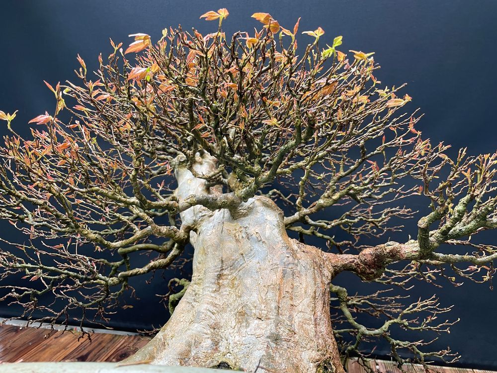 My Giant Trident Maple Bonsai