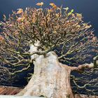 My Giant Trident Maple Bonsai