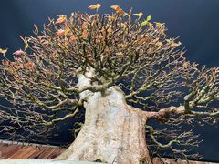 My Giant Trident Maple Bonsai