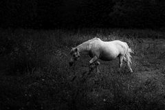 my girlfriend is a horse
