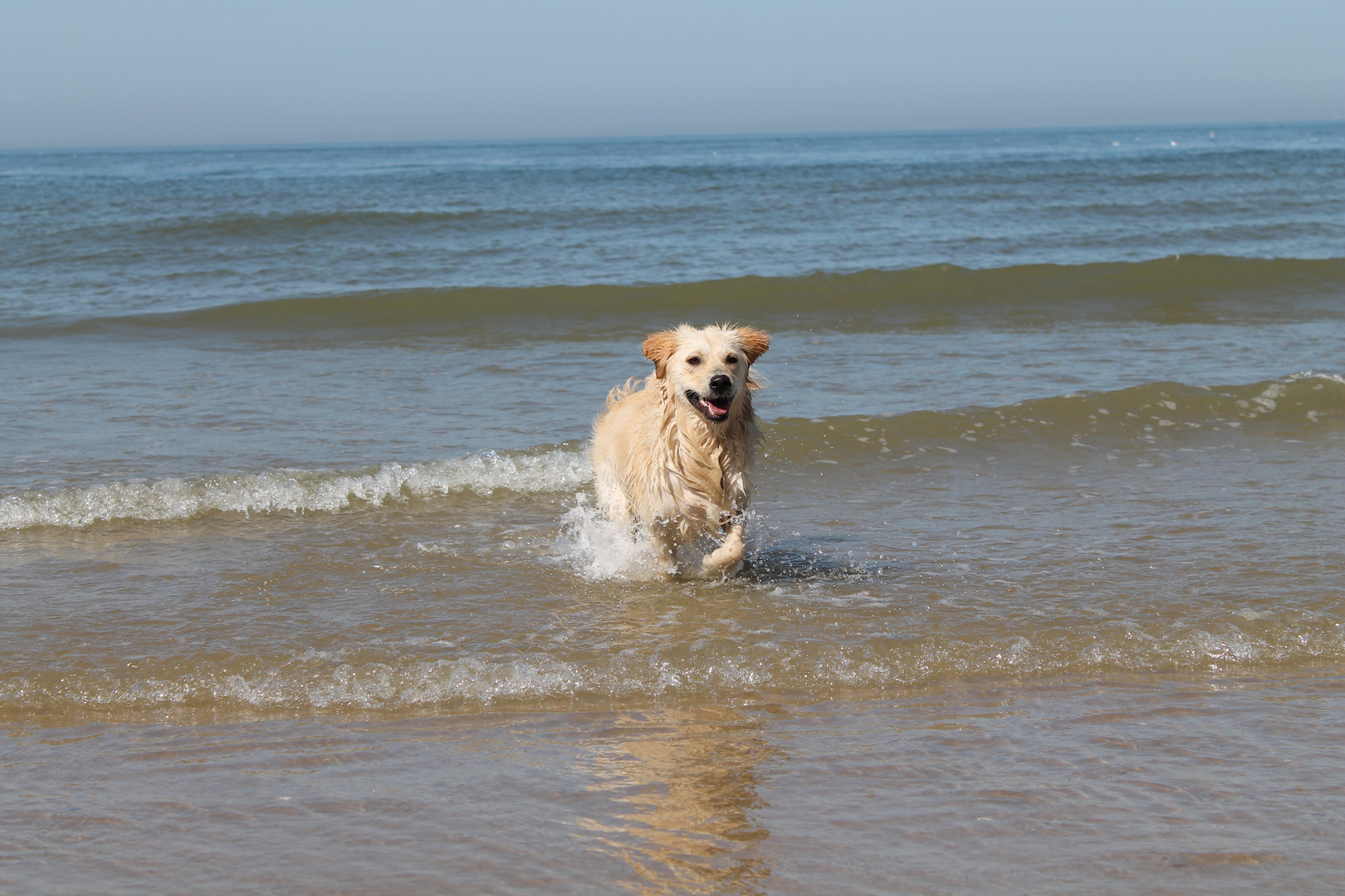 My Golden Retriever Jessie