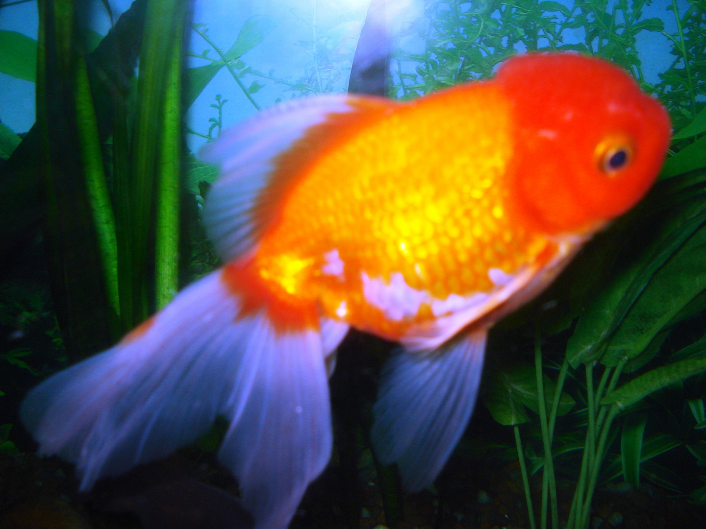 My Goldfish " Lion head "