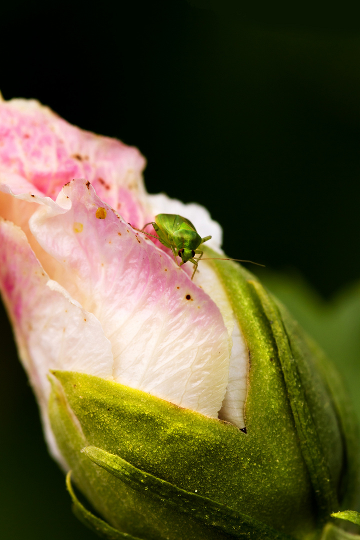 My green friend