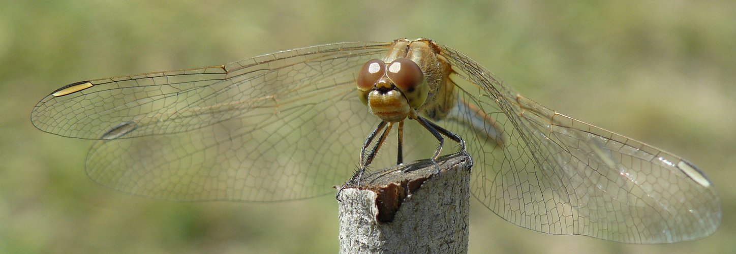 My guest in the garden 2.