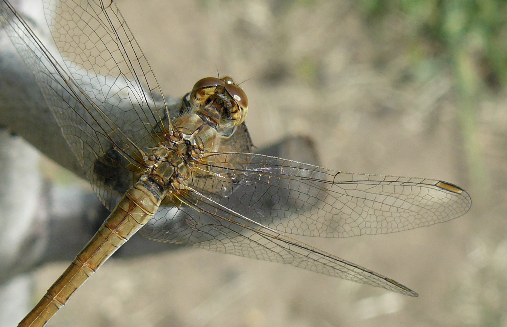 My guest in the garden