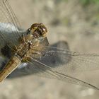 My guest in the garden