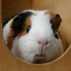 my guinea pig