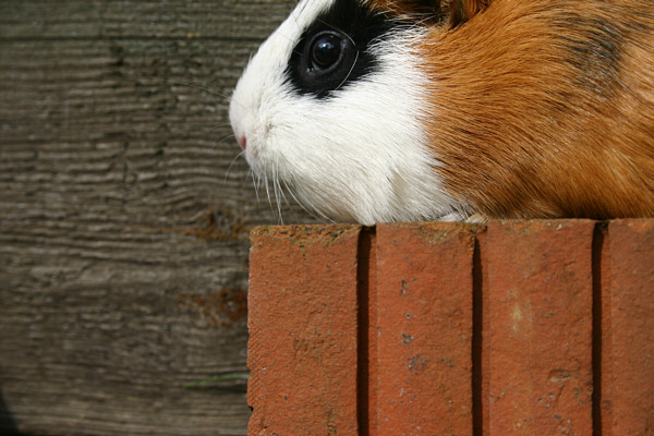 my guinea pig II