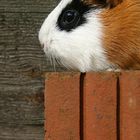 my guinea pig II