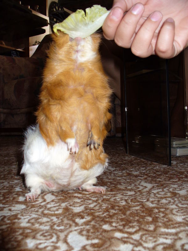 my guinea-pig Jessie 2.