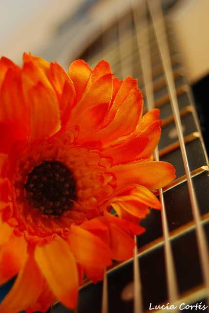 My guitar, my flower