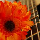 My guitar, my flower