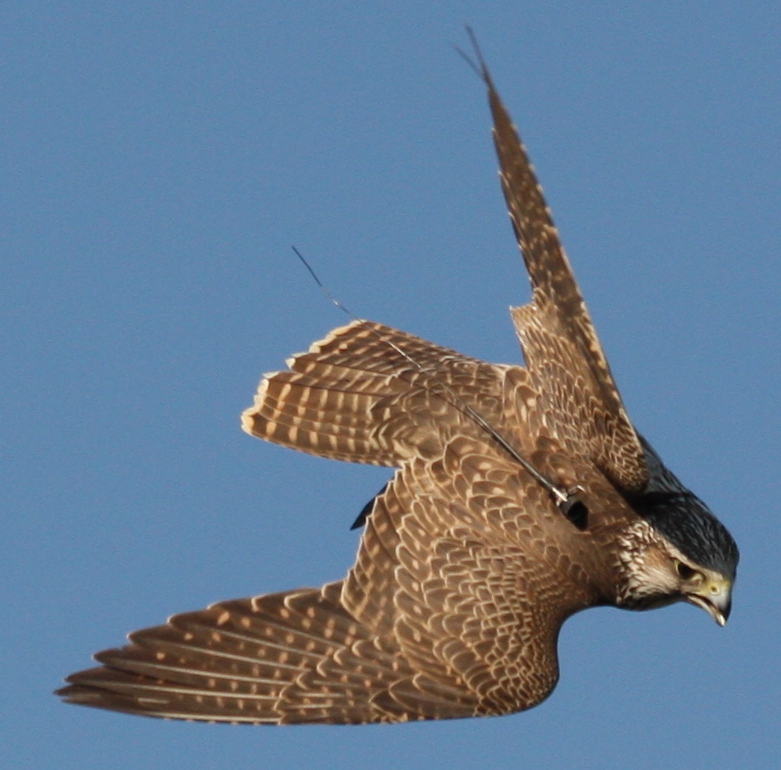 my gyr x peregrin falcon