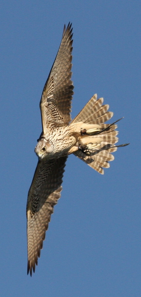 my gyr x peregrine falcon