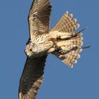 my gyr x peregrine falcon