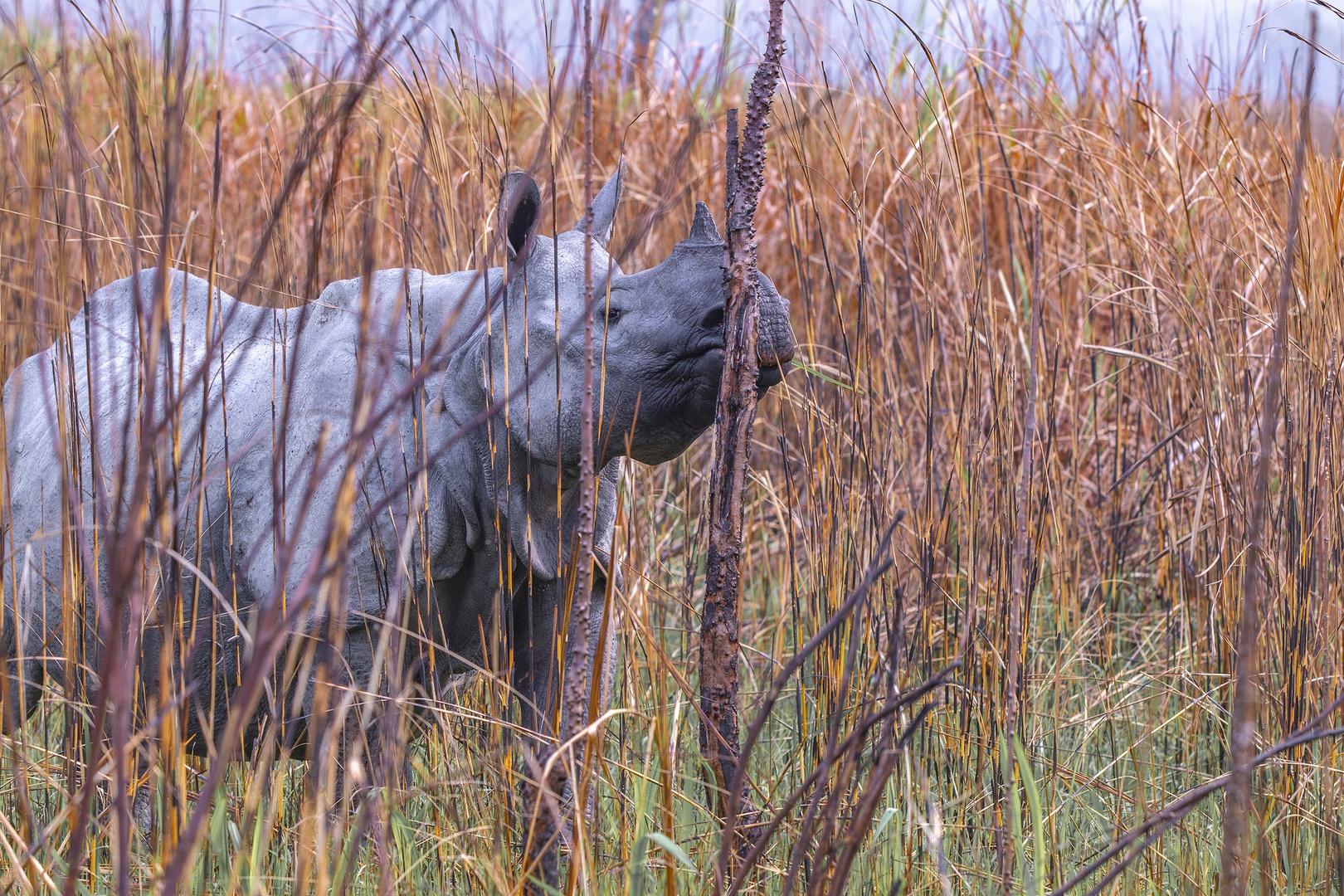 My habitat: into the burned grasses 