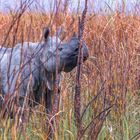 My habitat: into the burned grasses 