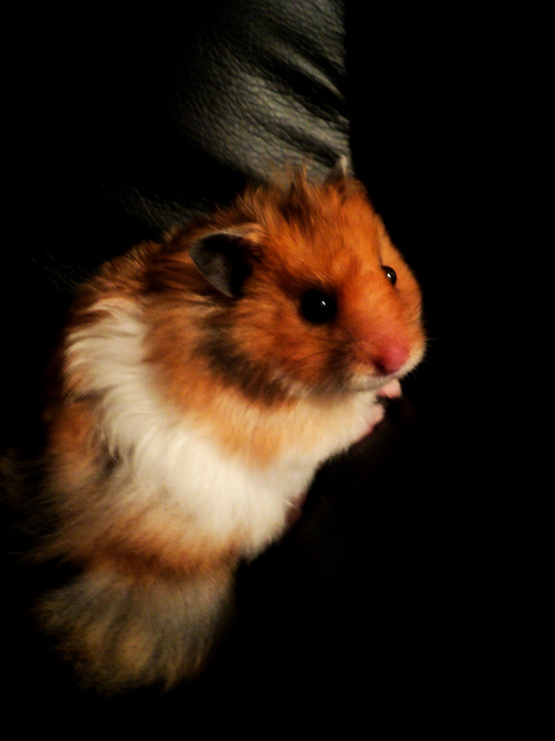 MY hamster