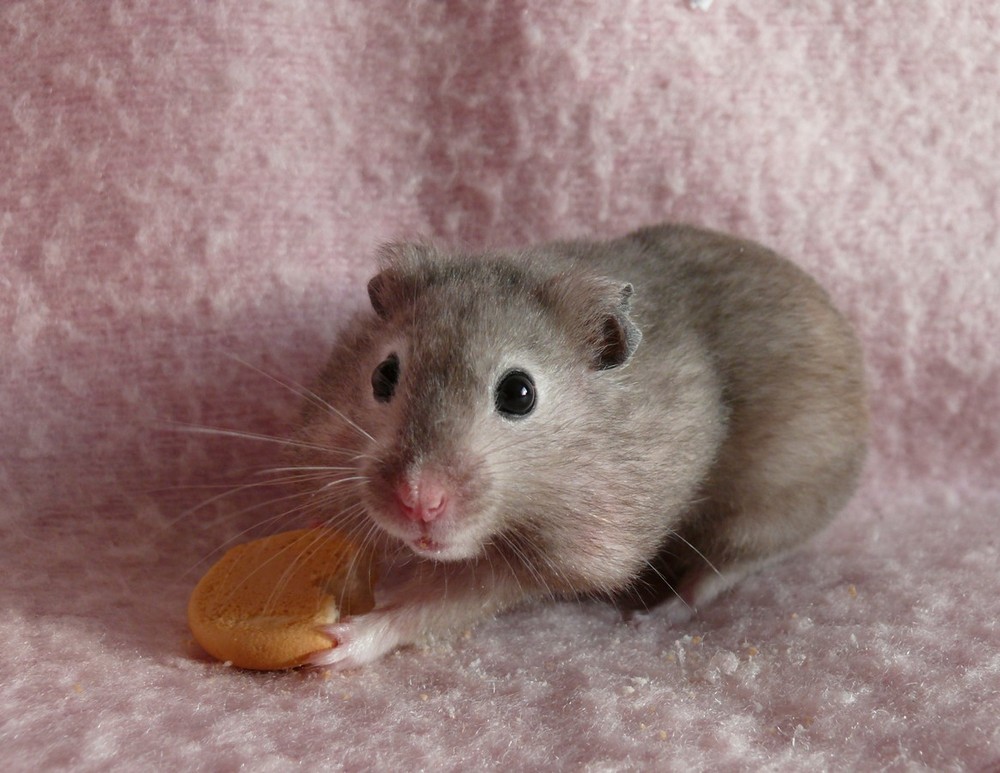 My hamster love