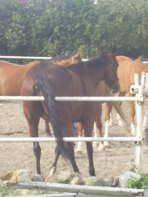 my horse