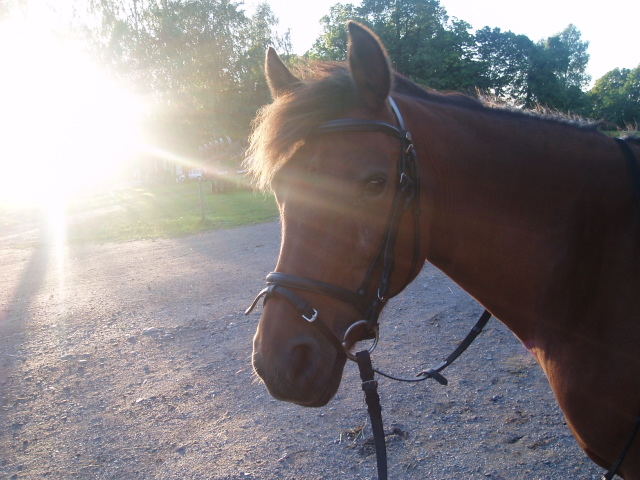 My horse