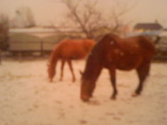 My horses