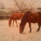 My horses