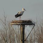 "My Horst is my Castle!" Wieder Störche im NSG Tibaum!