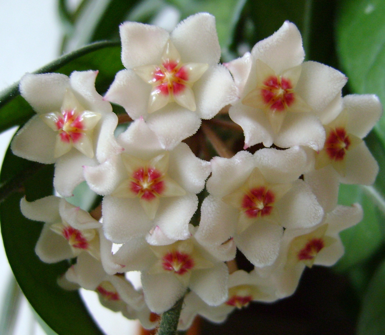 My Hoya Carnosa in full blow