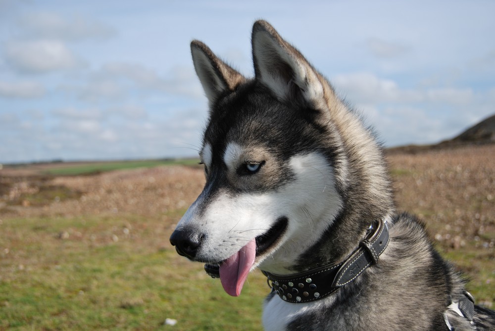 My husky in Cornwall